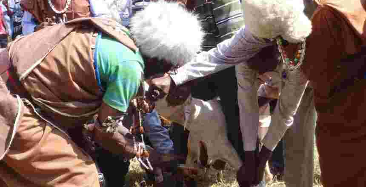 Kikuyu Elders Curse Embakasi East MP Babu Owino Over Slur Directed at President Uhuru