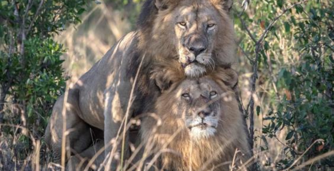 Kenya Film Classification Board Boss Ezekiel Mutua Reacts to 'Gay' Lions Spotted in Maasai Mara