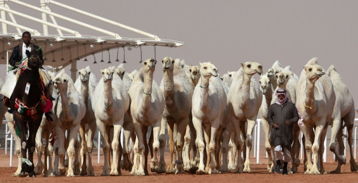 Judges Disqualify 12 Camels from a Saudi Arabia Beauty Pageant for Using Botox