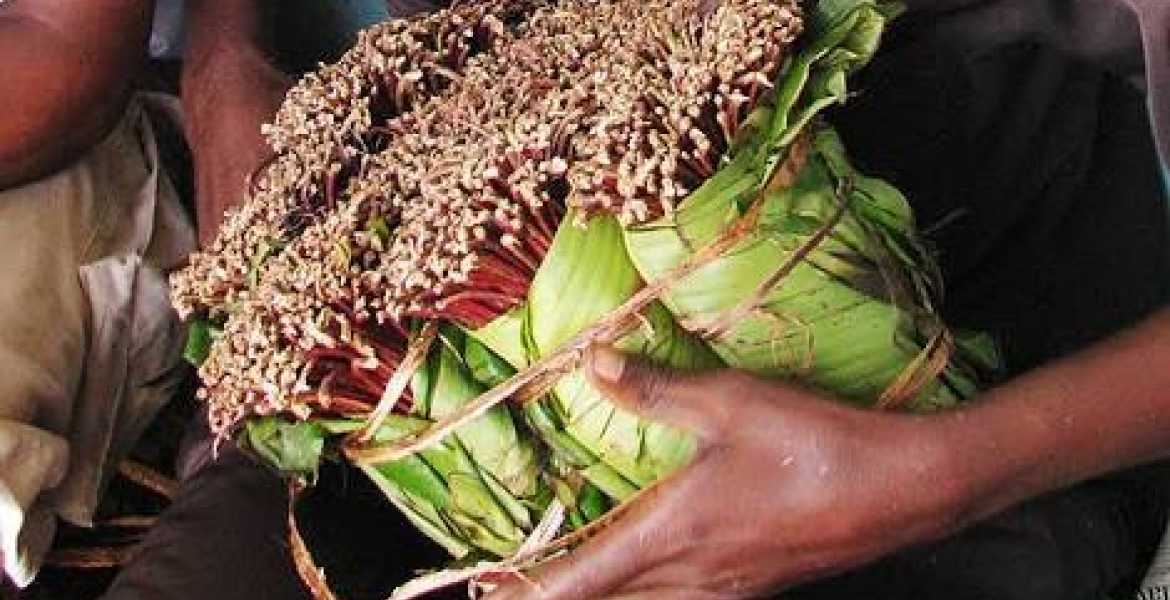Latvian Man Jailed for Smuggling Miraa into the UK from Nairobi