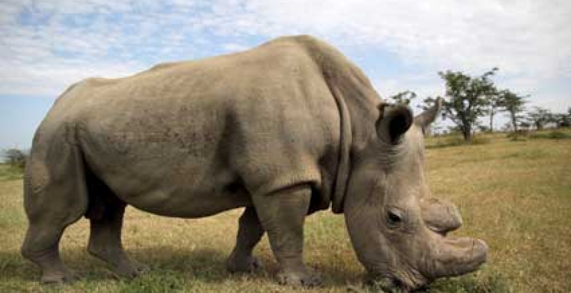 World's Last White Male Northern Rhino, Sudan Dies in Kenya Aged 45