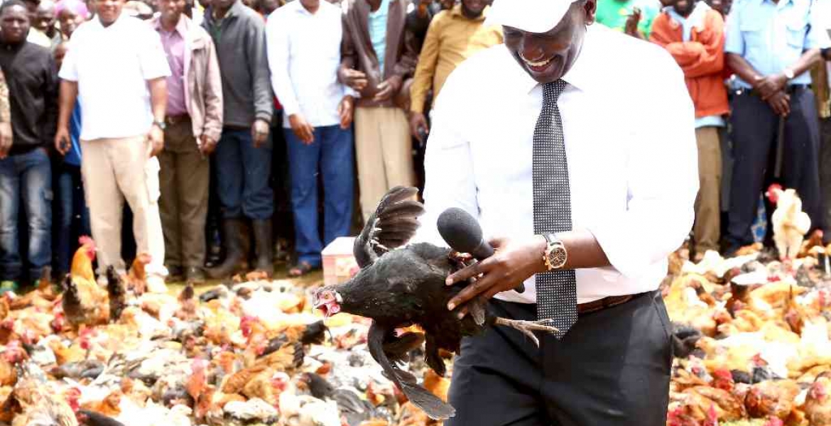 'Hustler' DP William Ruto Returns to Kambi Ya Kuku Where He Once Sold Chicken to Motorists, Launches Chicken Auction