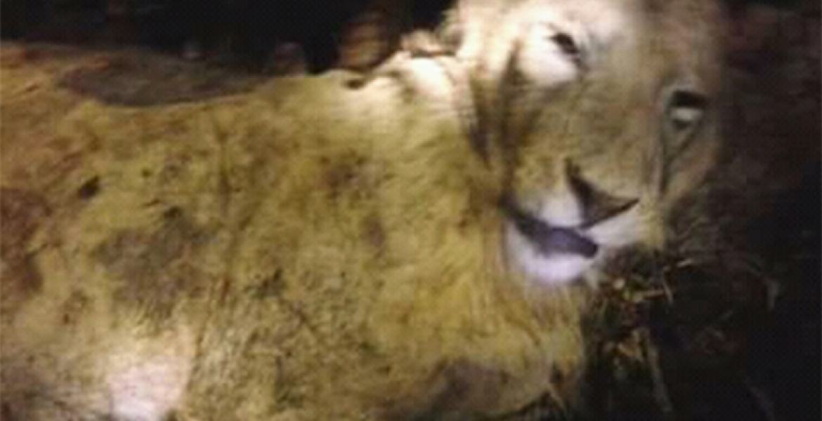 Bizarre: Cow Strangles Lion to Death in Kenya