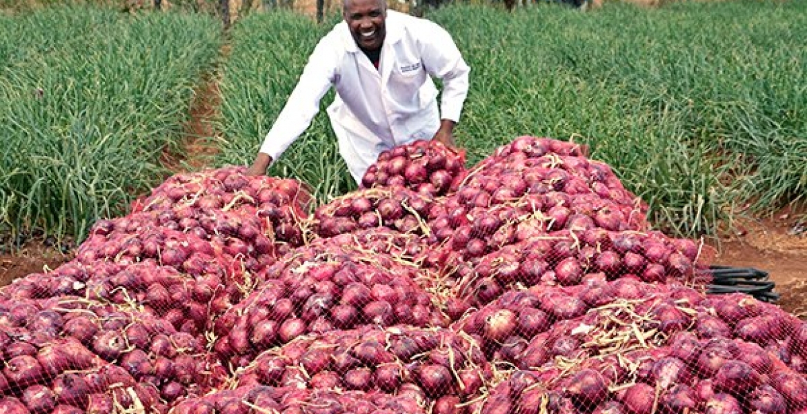 Meet Rev. Joseph Oloimooja, a Kenyan Man in the US who is Reaping Big Profits from His Onion Farm in Kenya
