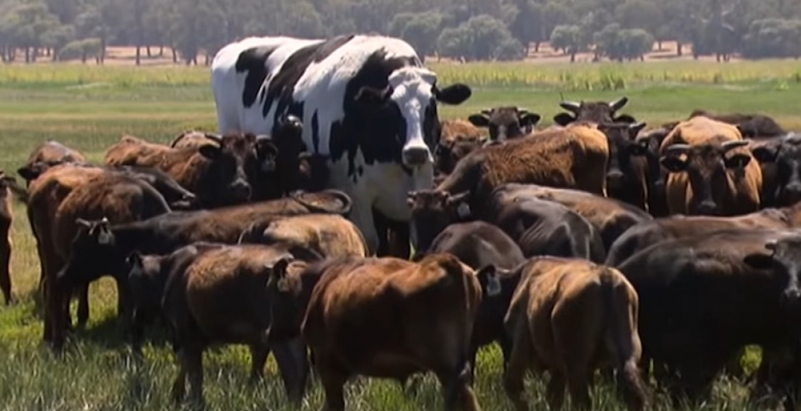 Meet Knickers, the Giant Australian Cow Who Has Fascinated Global Internet Users