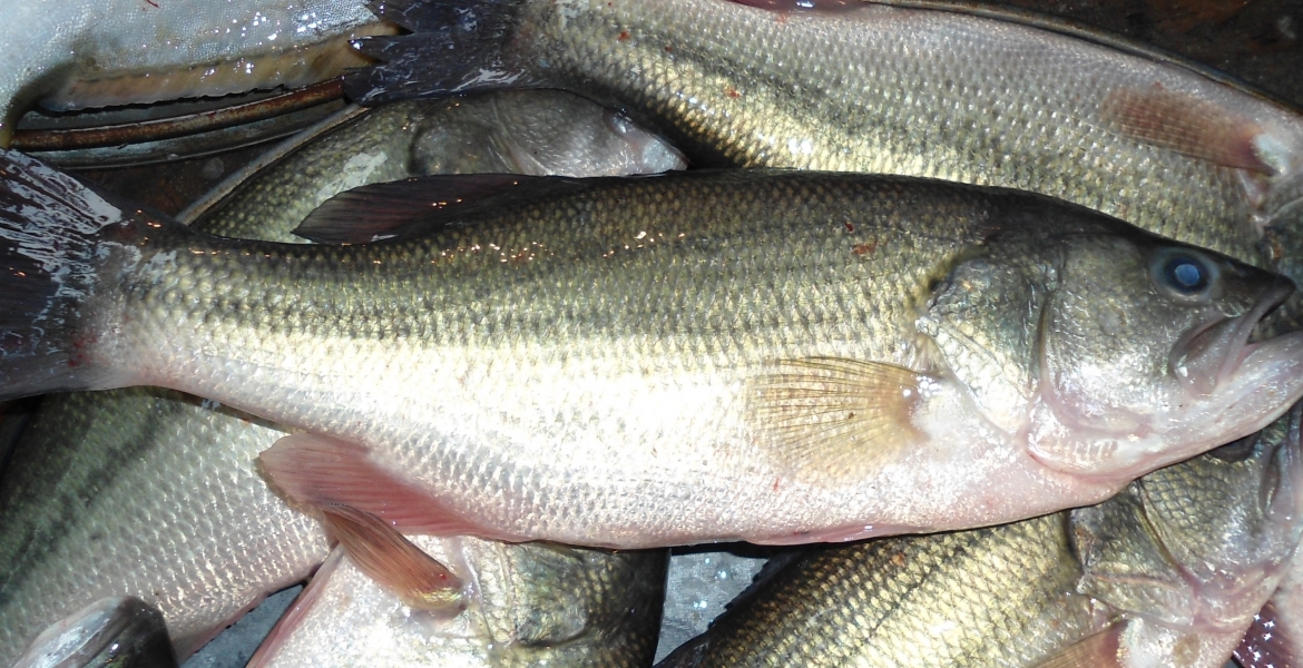 Lab Tests Find Chinese Fish in Kenyan Market Contain Toxic Metals Including Mercury