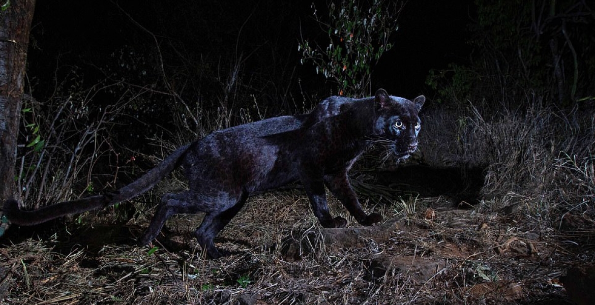 'Black Panther' Spotted in Kenya for the First Time in 100 Years