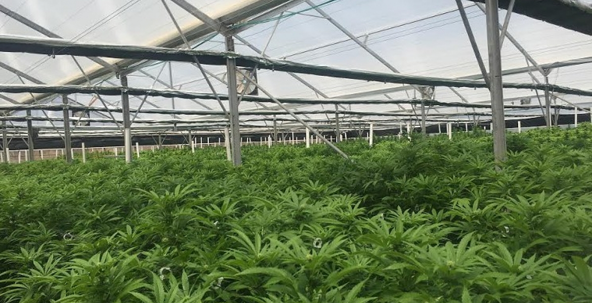 US Firm Says it Has Obtained Permit to Grow Marijuana on 500-Acre Farm in Kenya