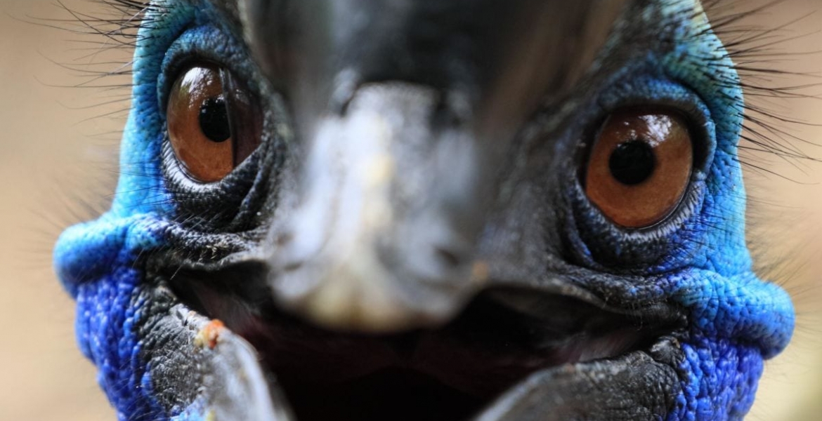 Man Killed by 'World's Deadliest Bird' He Kept as Pet in His Backyard