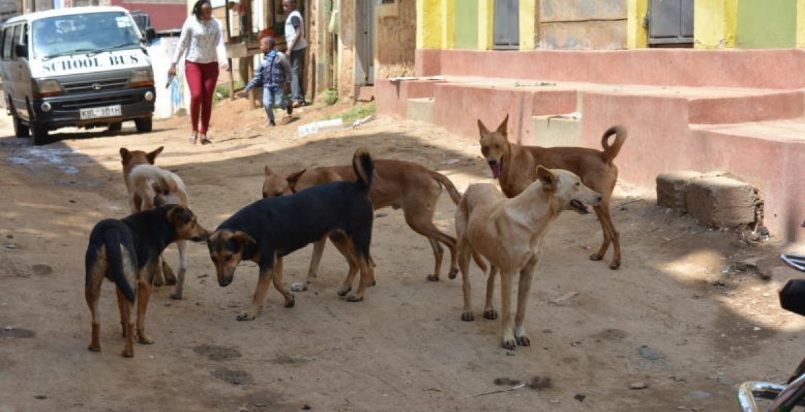 Lobby Group Opposes Plan to Kill 50,000 Stray Dogs Roaming in Nairobi