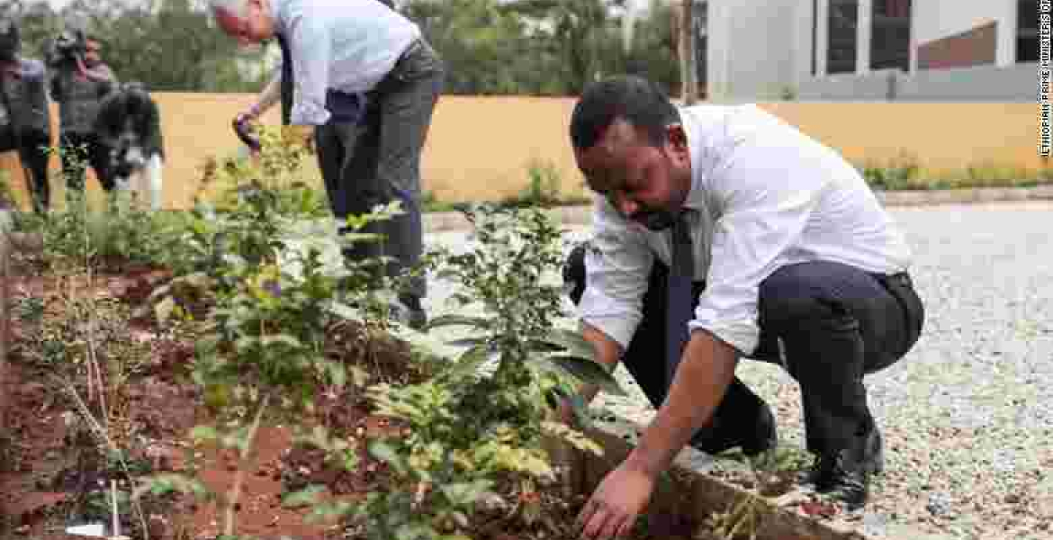 Ethiopia Plants over 300 Million Trees in 12 Hours to Break World Record