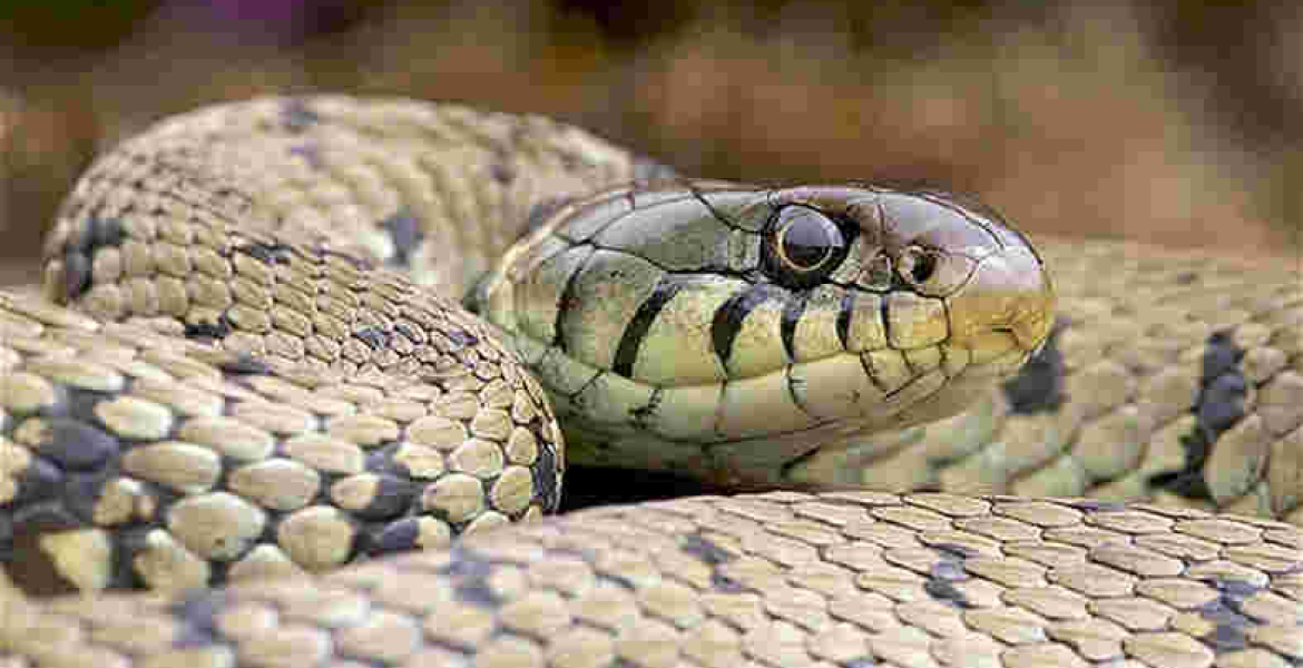 Nigerian MPs Scamper for Safety as Huge Snake Invades Parliament