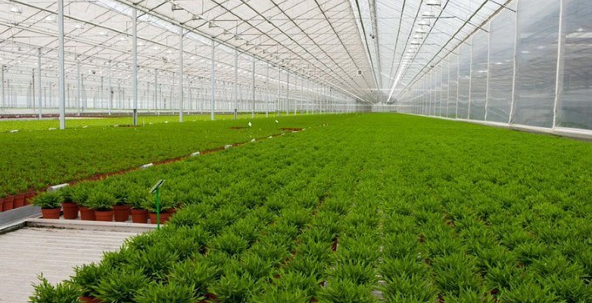 US Marijuana Company Bangi Inc. Seeks Listing on Nairobi Securities Exchange