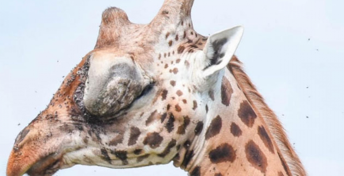 Kenyan Officials Swing into Action after Public Outcry over Giraffe with Huge Eye Tumor