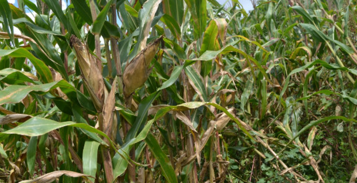 Drunken Sex at Maize Plantation Turns Tragic as Kenyan Man Collapses, Dies