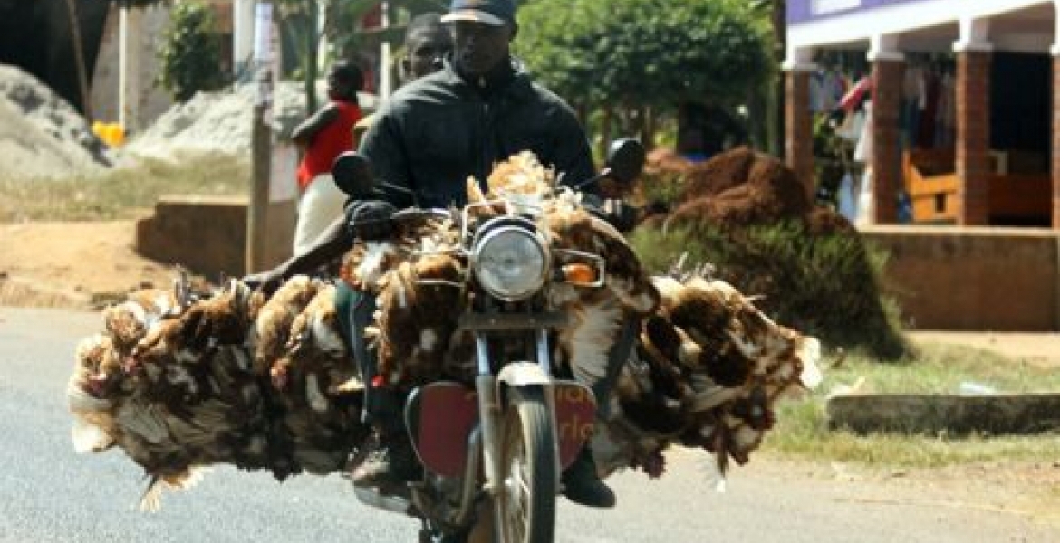 Mishandling Chickens will Land You in Jail, DCI Warns Kenyans