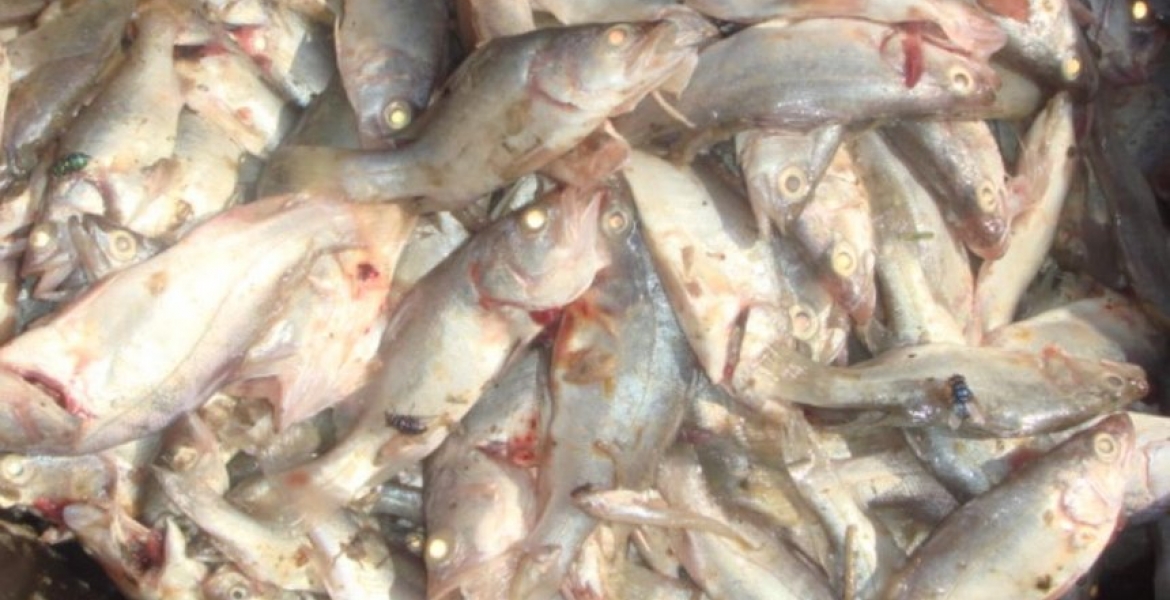 Gov’t Shelves Plan to Ban Importation of Chinese Fish into Kenya