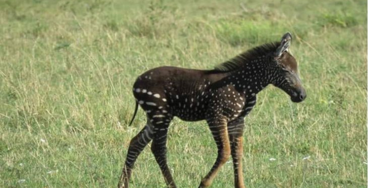PHOTOS: Rare-Colored Zebra Foal Sighted in Kenya