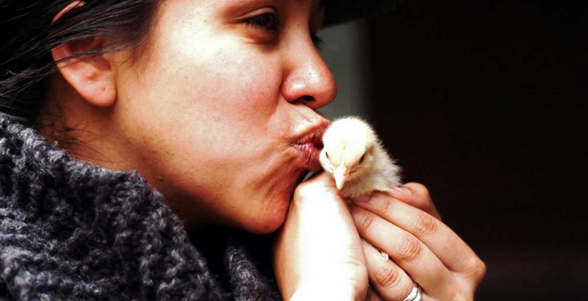 CDC Warns Americans against Kissing, Snuggling Chicken Due to Salmonella Outbreak