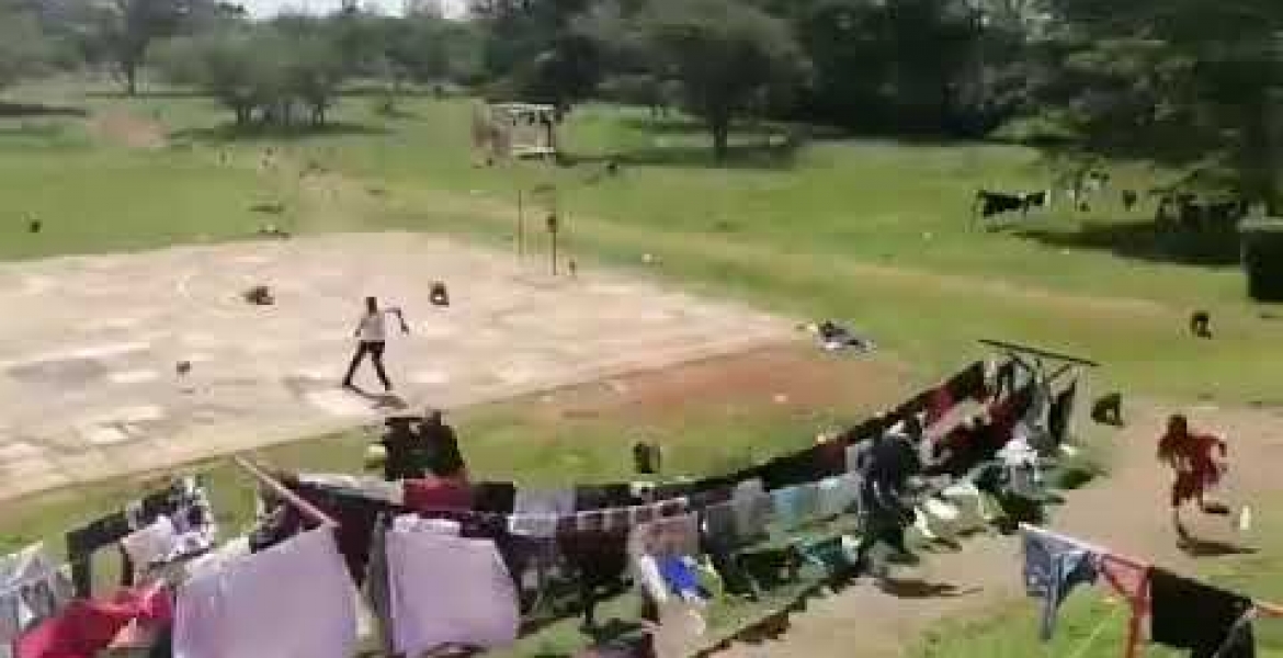 [WATCH] Baboons Invade Multimedia University in Nairobi, Chase after Students