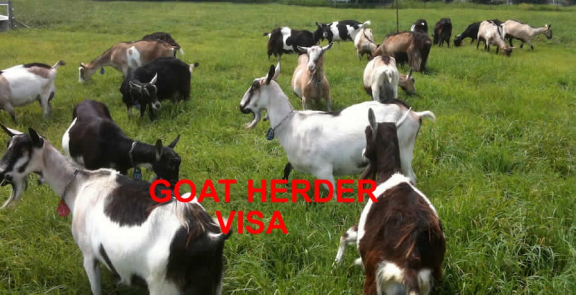 USCIS Proposes Change in H-2A Goat/Sheep Herders Visa Petitions