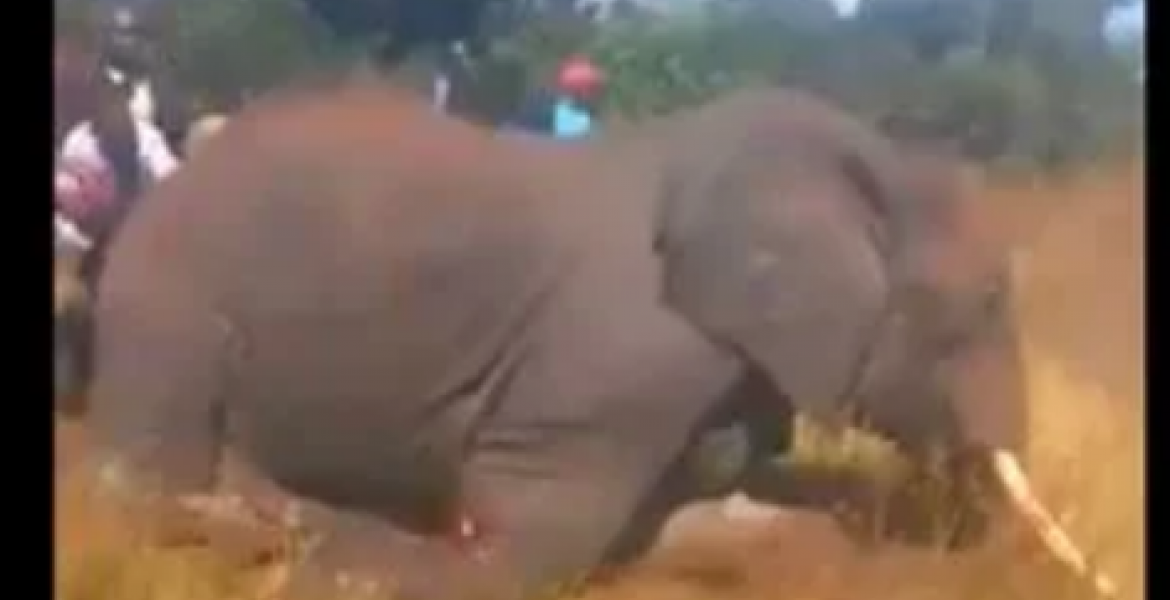 Uproar as Video of Armed Men Brutally Hacking Elephant to Death Emerges Online
