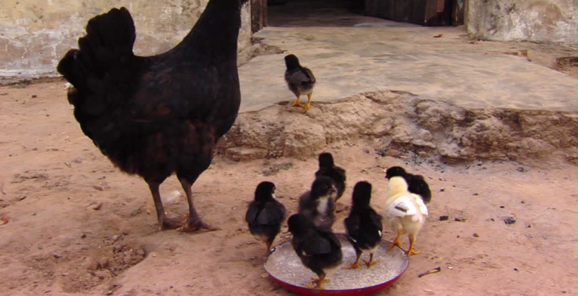 Bizarre: Chicken Startles 6-Month-Old Baby to Death in Kenya