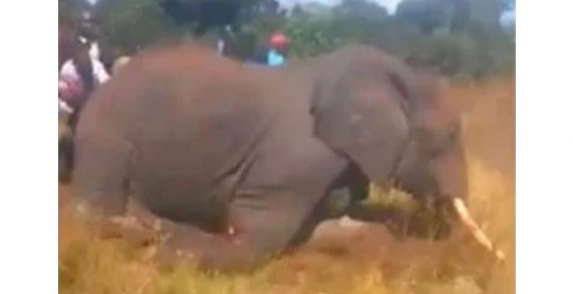 Kenyan Man who Brutally Hacked Elephant to Death in Viral Video Arrested
