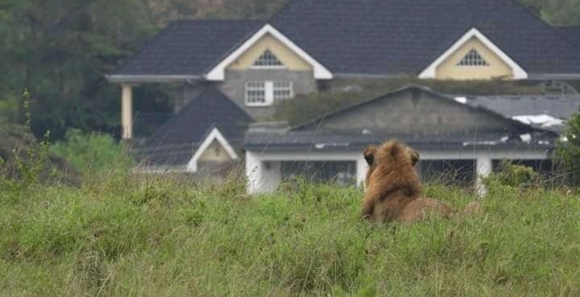 Panic as Stray Lion Mauls Man Outside Nairobi National Park