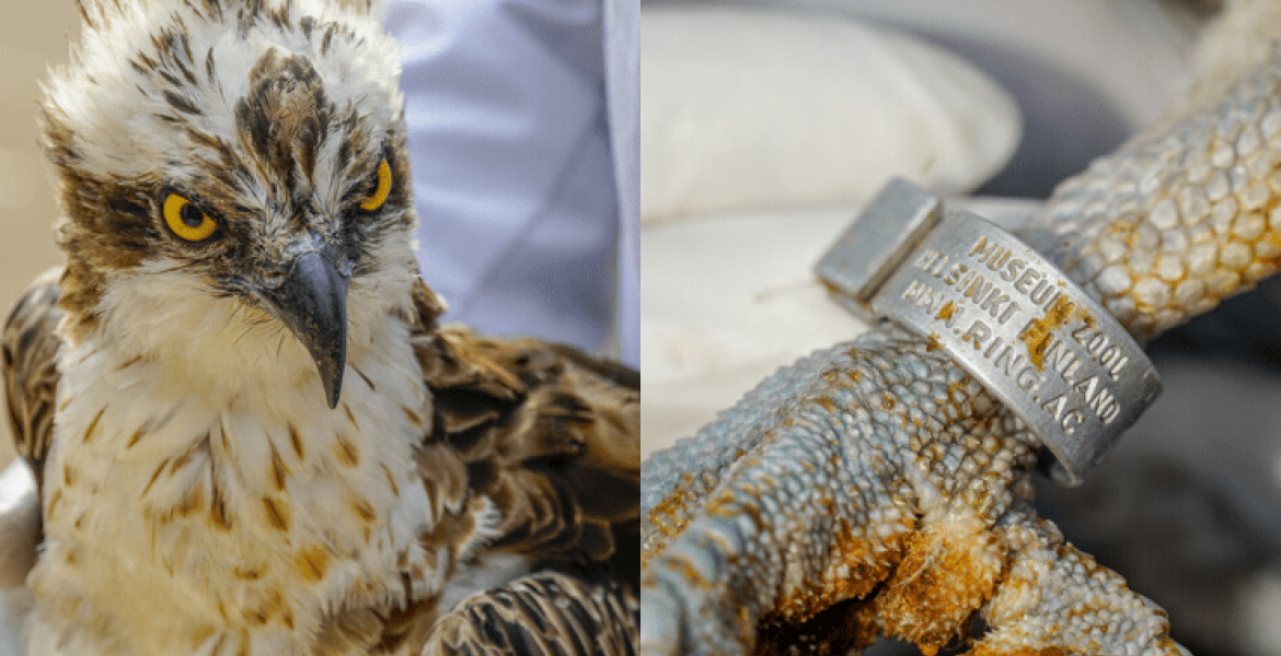 Rare Migratory Bird Lands in Kenya After Flying 6,948 Kilometers from Finland