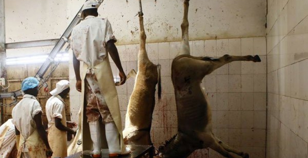 Gov’t Orders Shutdown of Donkey Slaughterhouses in Kenya