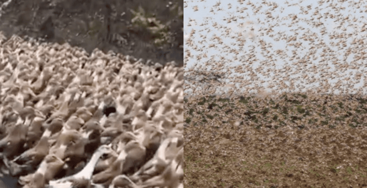 Lesson for Kenya? China Dispatches 100,000 Ducks Ahead of Impending Locust Invasion