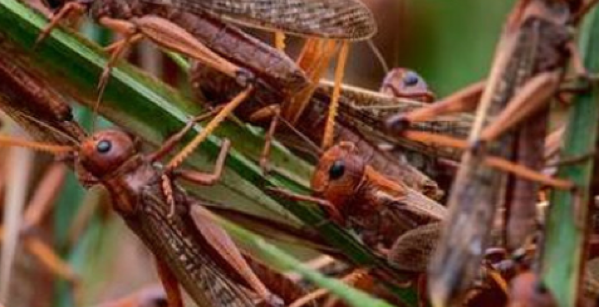 Locust Invasion is God’s Punishment on Kenya over Homosexuality, Kikuyu Elders Say