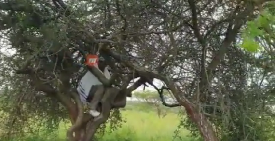 [VIDEO] Pastor James Ng'ang'a Prays on Top of Tree in the Wilderness