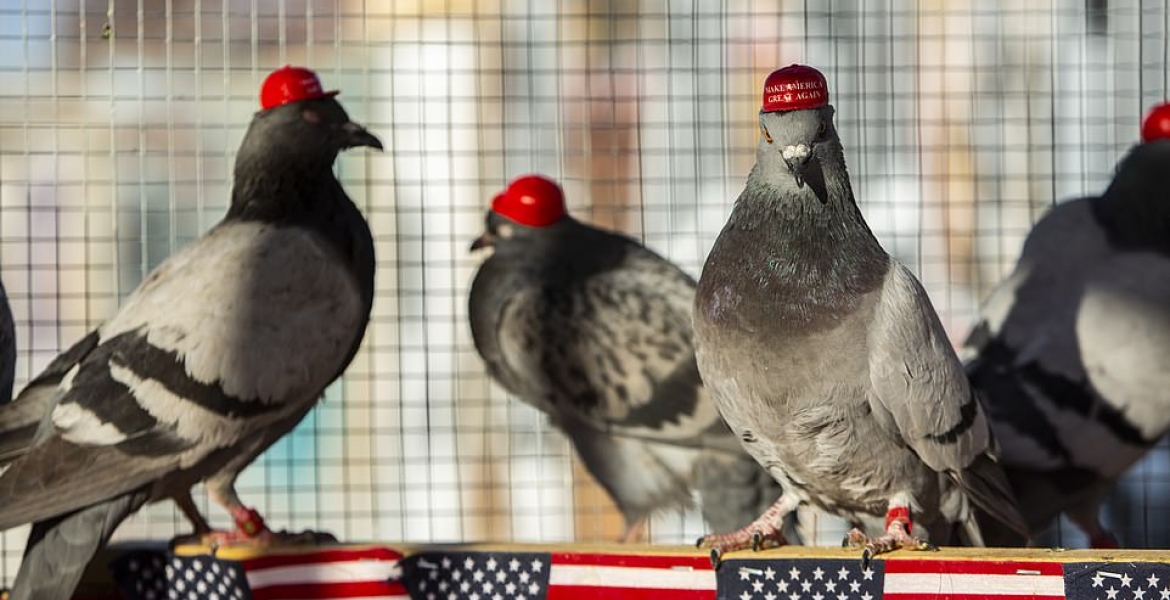 Pigeons with 'Make America Great Again' Hats Glued to their heads Released in Las Vegas