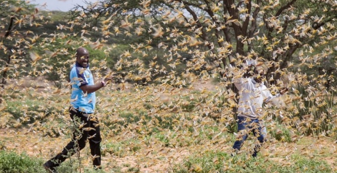 Kenya to Receive Funding from the US to Fight Locust Menace