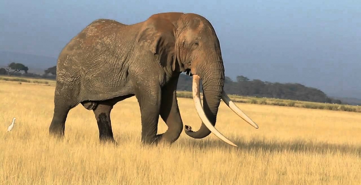 Tim, Africa's Largest Elephant,  Dies in Kenya at Age 50