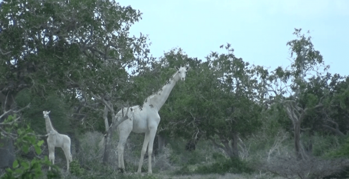 World’s Only Female White Giraffe, Calf Killed by Poachers in Kenya