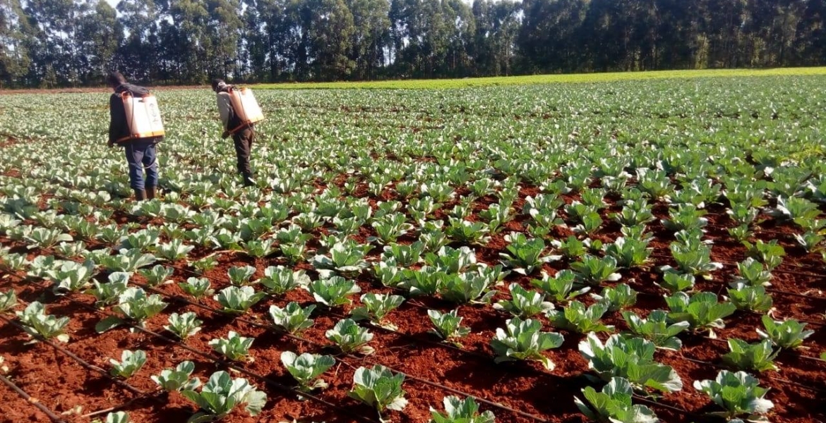 Ruto Denies Working on His Cabbage Farm as Uhuru Fights Covid-19
