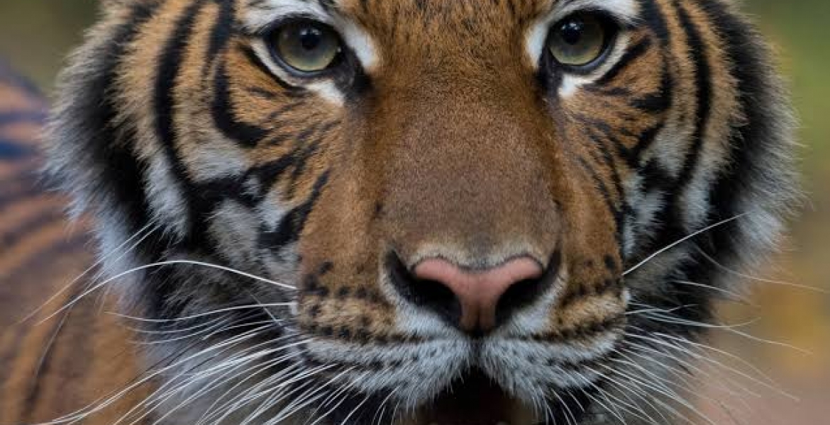 Tiger Tests Positive for Coronavirus in the US