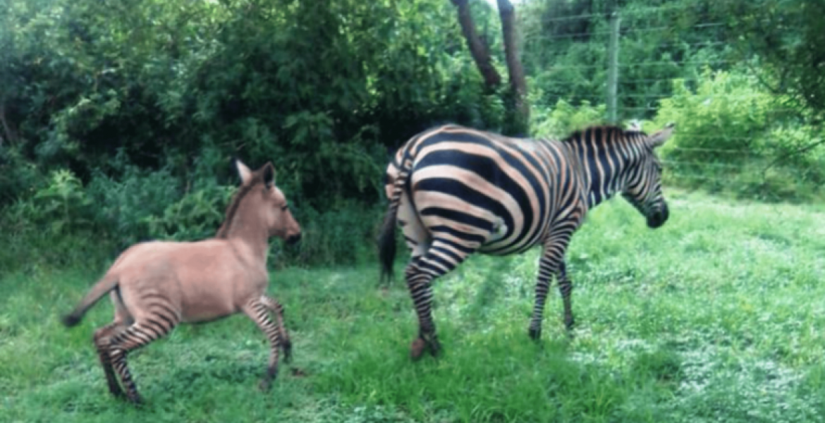 Zebra Gives Birth to a Zonkey in Kenya After Mating with Donkey