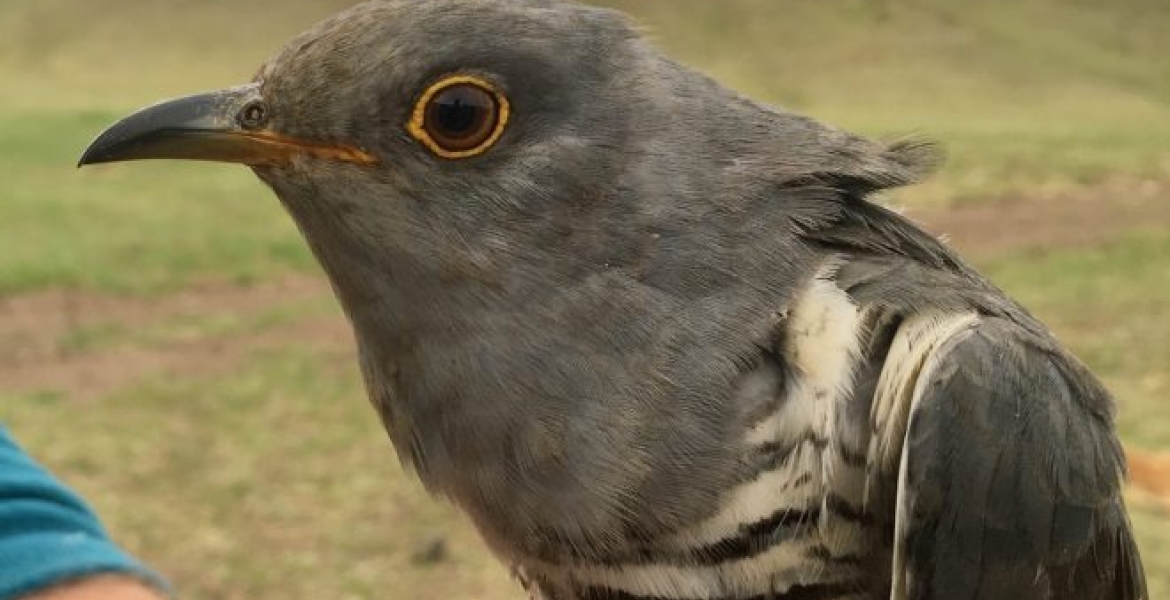 Migratory Bird Flies over 5,000Kms from Kenya to China in 5 Days