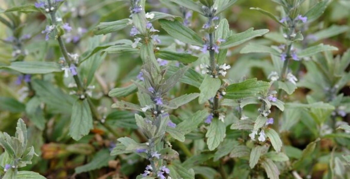 Kenyan Scientists Test Efficacy of Popular Herb 'Wanjiru wa Rurii' in Treating Covid-19