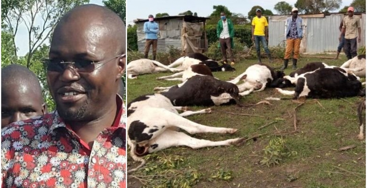 MP Johanna Ngeno Loses over Sh4 Million After 22 Cows Consume Imported Poisonous Feeds, Die
