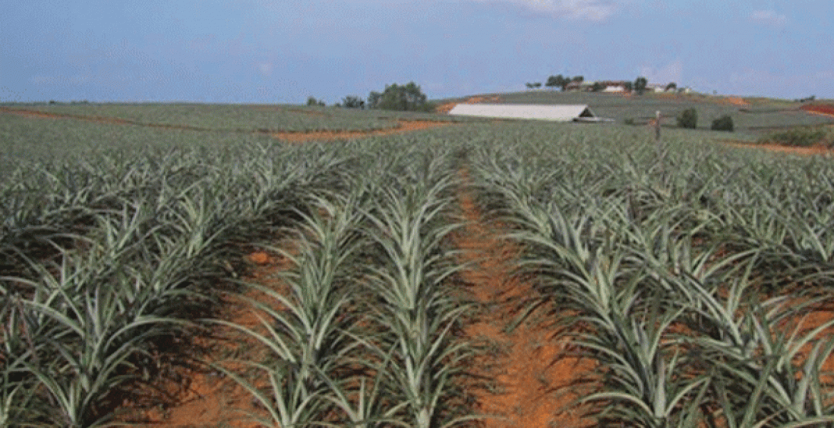 US Offers to Build Sh3 Billion Hospital on Murang'a Land Ceded By Del Monte