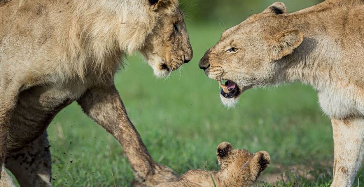Kenyans Angered by KWS for Implanting Contraceptives on Lionesses