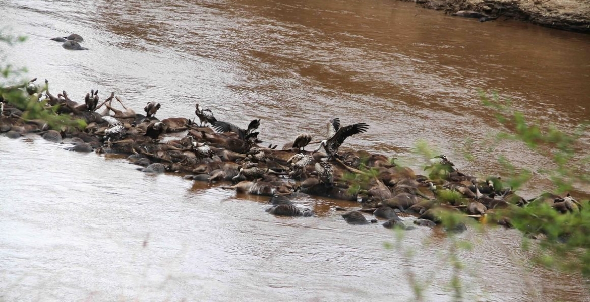 Over 300 Wildebeests Drown in Mara River During the Great Migration