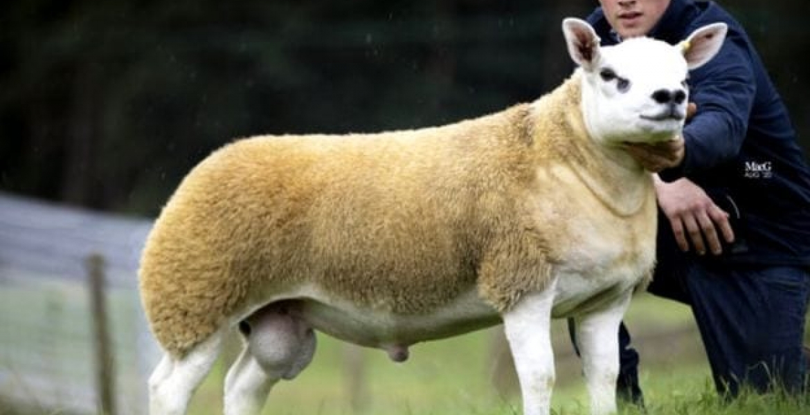 World's Most Expensive Sheep Fetches $490,000