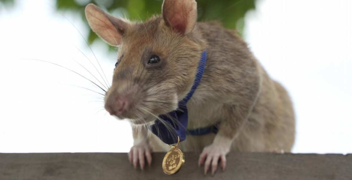 Tanzanian Rat Awarded Gold Medal for Live-Saving Bravery in Detecting Explosives