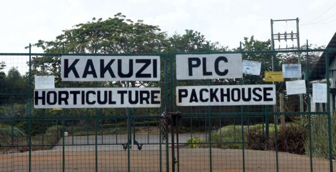 More UK, German Retailers Cut Avocado Supplies by Kenyan Producer Kakuzi